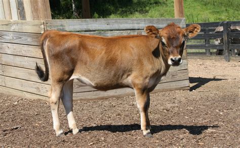 <strong>mini jersey cows for sale</strong> oklahoma. . Mini jersey cow for sale craigslist